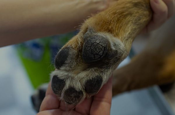 Cracked Paws