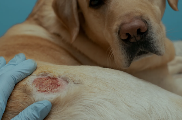 Skin Infection