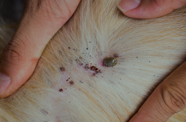Tick & Fleas